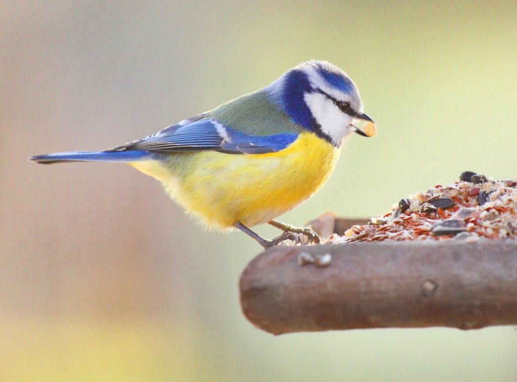 a bird in blue and yellow colors eating