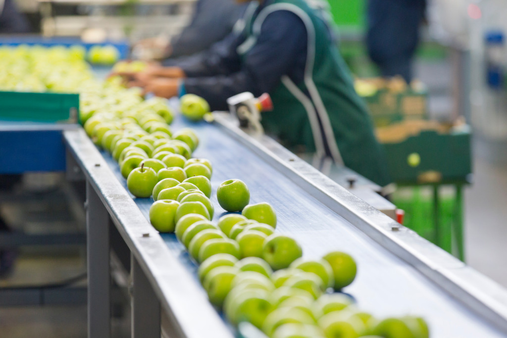 green apples being graded in a conveyor machine